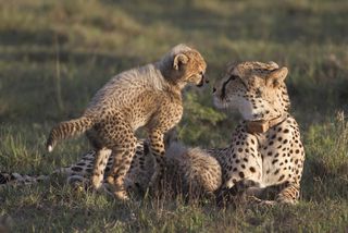 Cheetah cub with cheetah mom