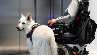 Service dog and wheelchair user outside elevator