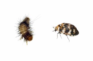 Close ups of an adult Carpet Beetle and Woolly Bear larvae