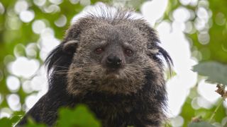 Face of a Bearcat or binturong between leaves of trees.