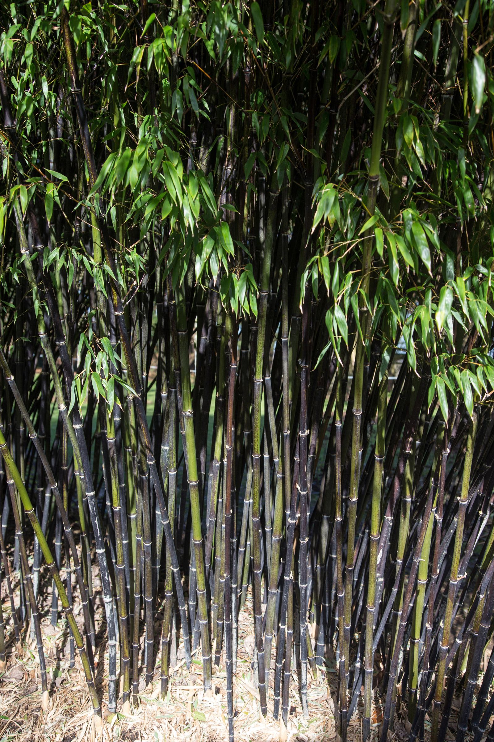 How to grow bamboo expert tips on adding natural screening to your