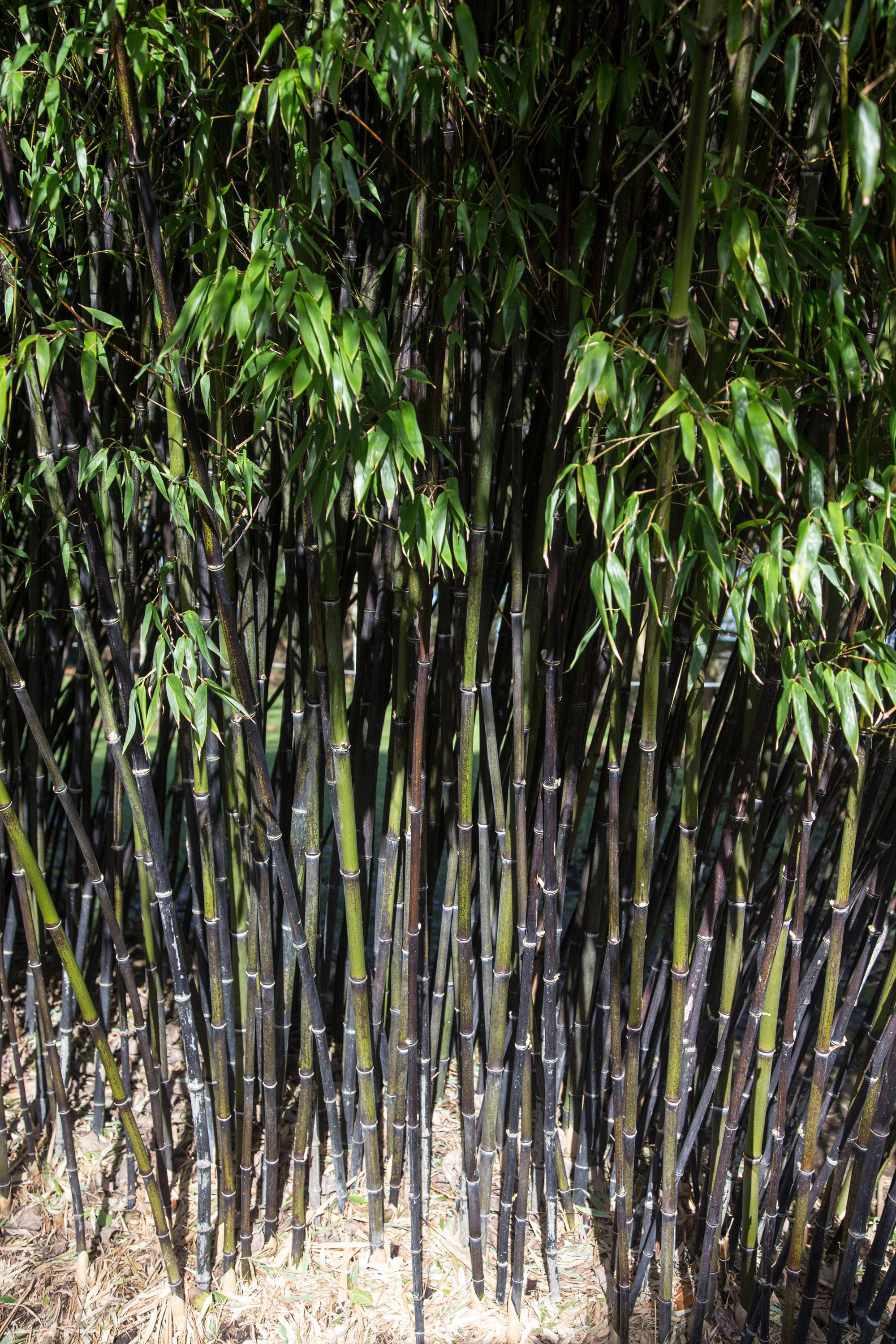 how to grow bamboo: good for screening boundaries