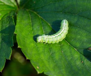 A big green caterpillar on a leaf