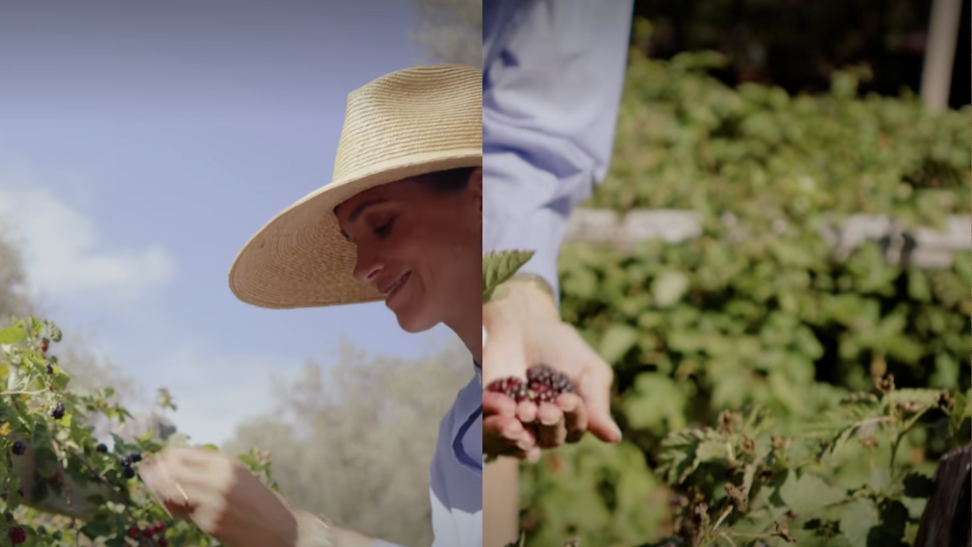 two photos of Meghan Markle picking blackberries