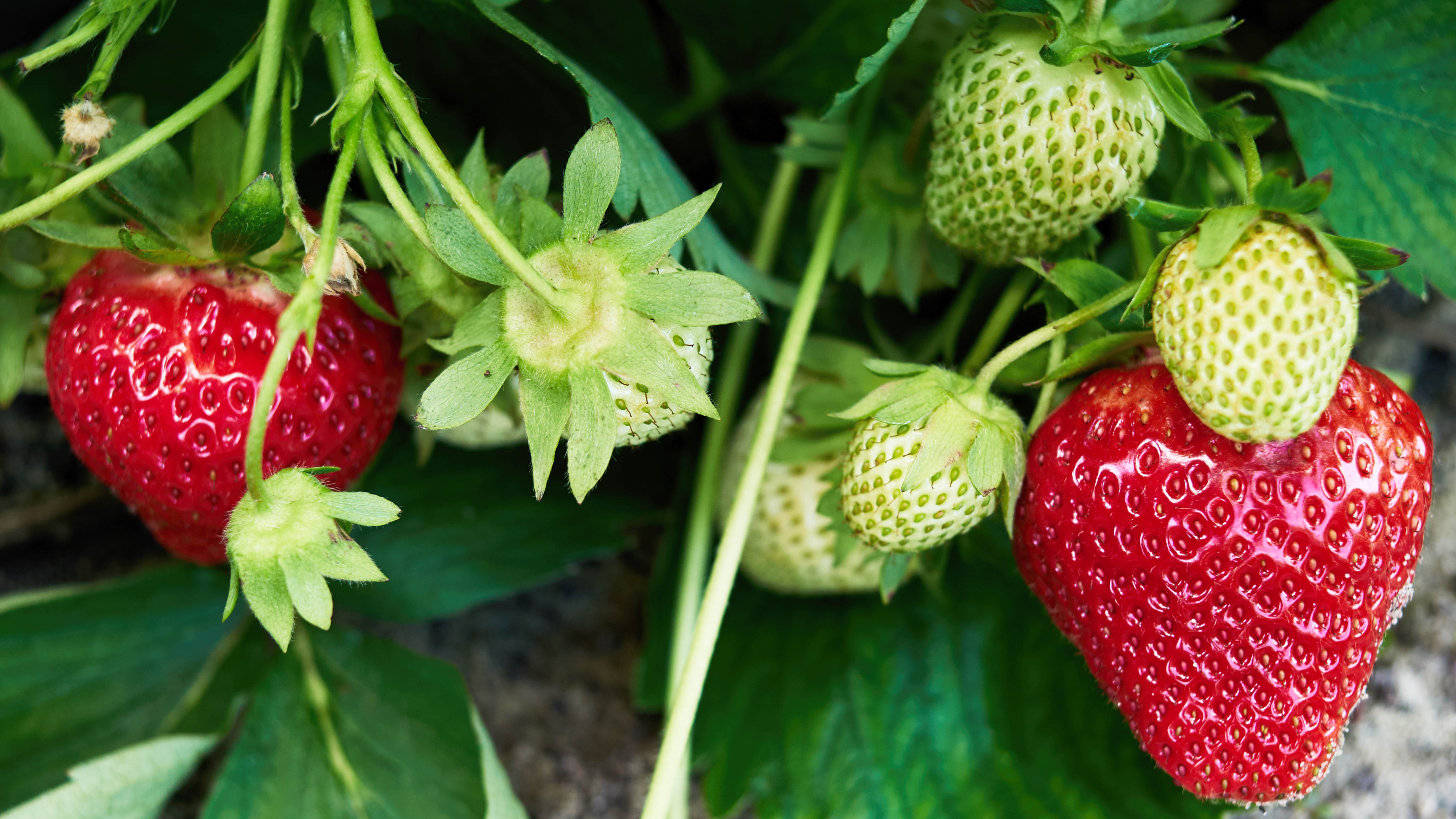 strawberry ripening