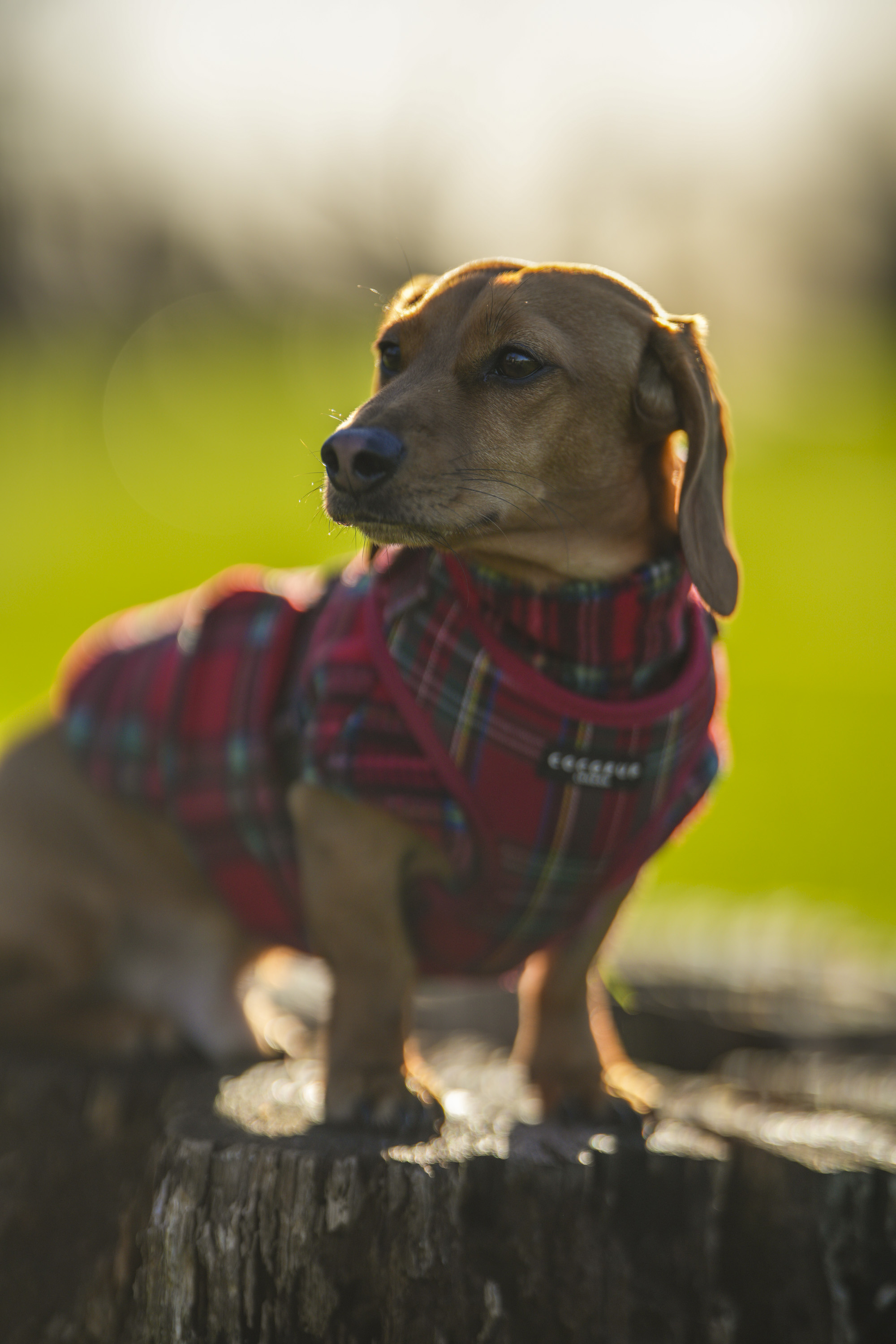Test shots of a sausage dog dachshund with Sigma 135mm f/1.4 DG Art lens on a Sony A7R IV body