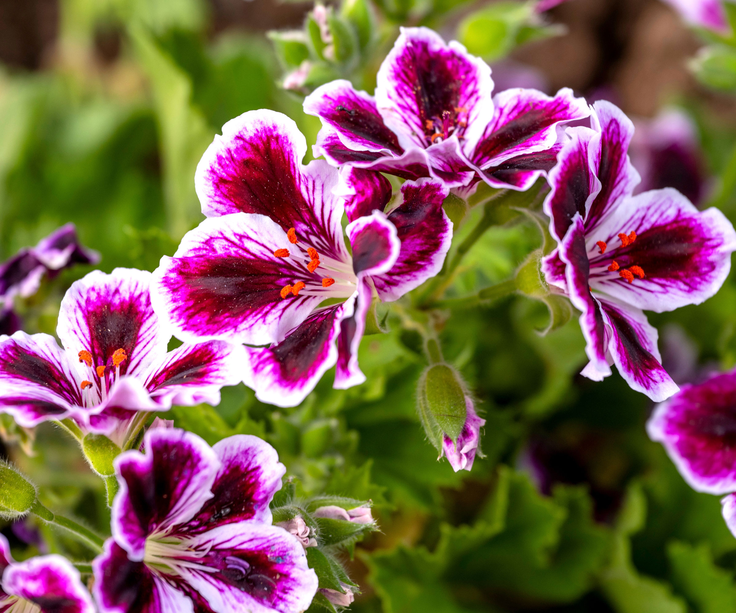 purple pelargonium with large blossoms
