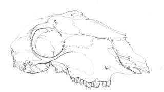 skull sketch