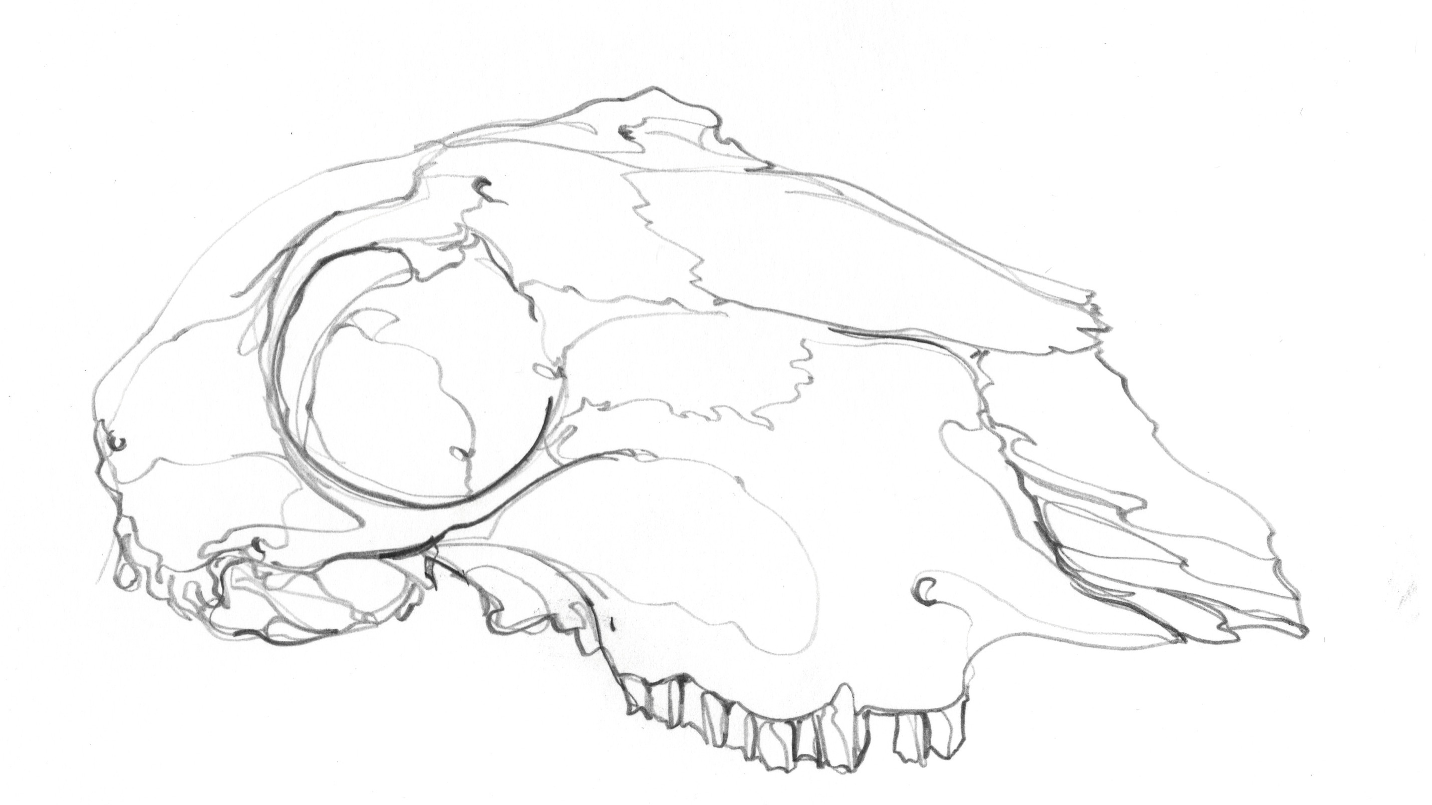 skull sketch