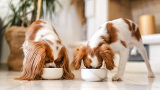 Two King Charles spaniels eating from bowls