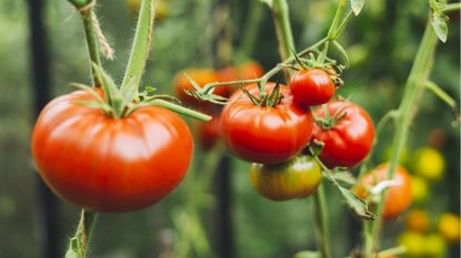 Ripe tomatoes on the vine