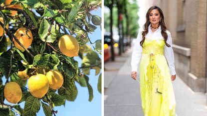 A closeup of a lemon tree and a photo of Ashley Park in a yellow outfit on the street