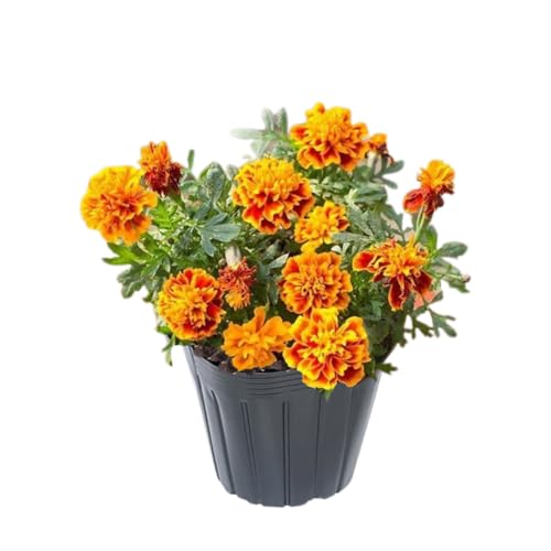 2 Marigold Live Plants, 3 to 5 Inc Long, Orange Yellow Marigold Plants, Flower Plant Live Easy to Plant