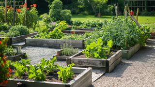 Vegetable garden with vegetables in raised beds