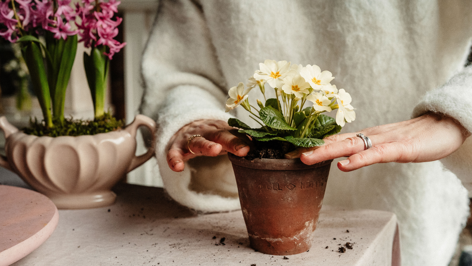 Hands planting a pale yellow primrose plant into a vintage terracotta pot