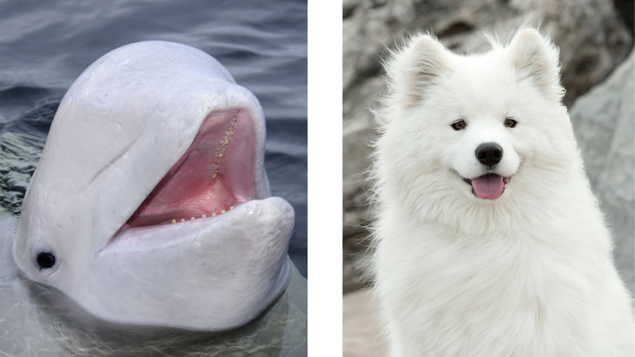 Side-by-side comparison of a smiling beluga whale and a Samoyed, both bright white, cheerful-looking and seemingly delighted to be photographed.