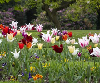 spring bulbs in garden