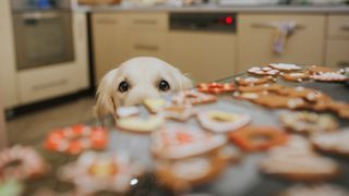 Yellow labrador partially obscured by a kitchen counter laden with christmas cookies