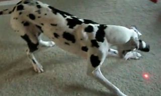 Dalmation chasing a laser beam.