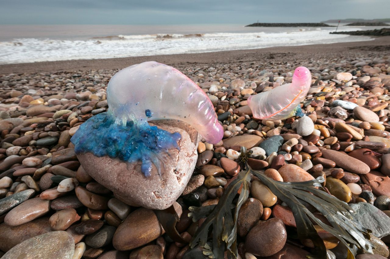 Large scale strandings were last seen in the UK in 2017. Man o&#039; wars pictured in Sidmouth, Devon.