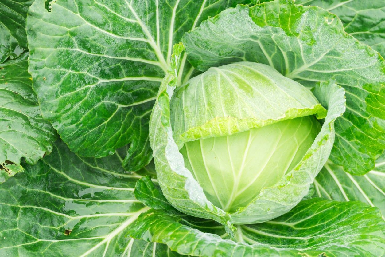 Green Golden Acre Cabbage