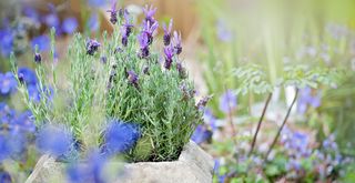 close-up photo of a lavender plant in the garden to support a guide on what plants to prune in September