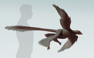 Illustration of the new raptorial dinosaur, Changyuraptor.