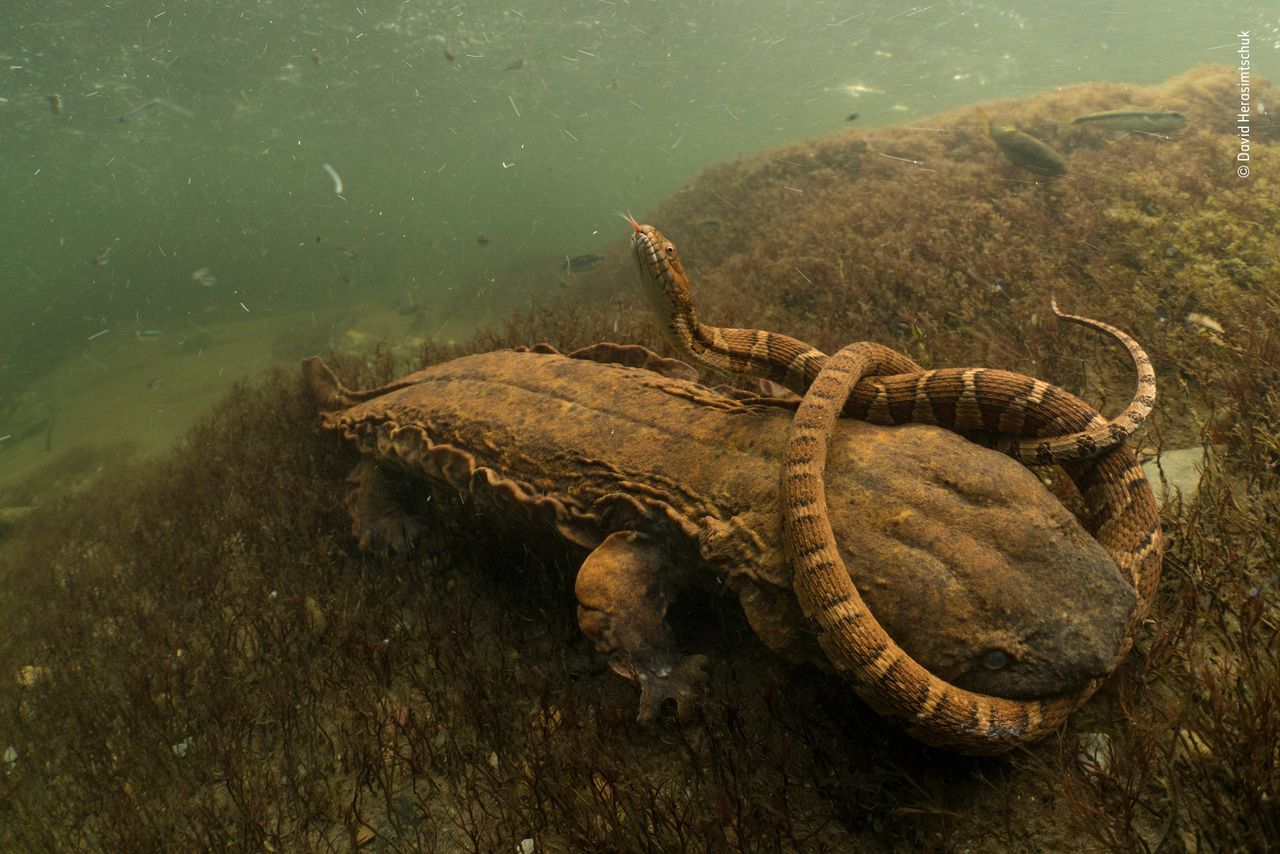 Hellbent &copy; David Herasimtschukr &ndash; Wildlife Photographer of the Year