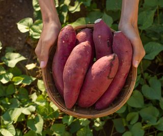 A basket of harvested sweet potatoes