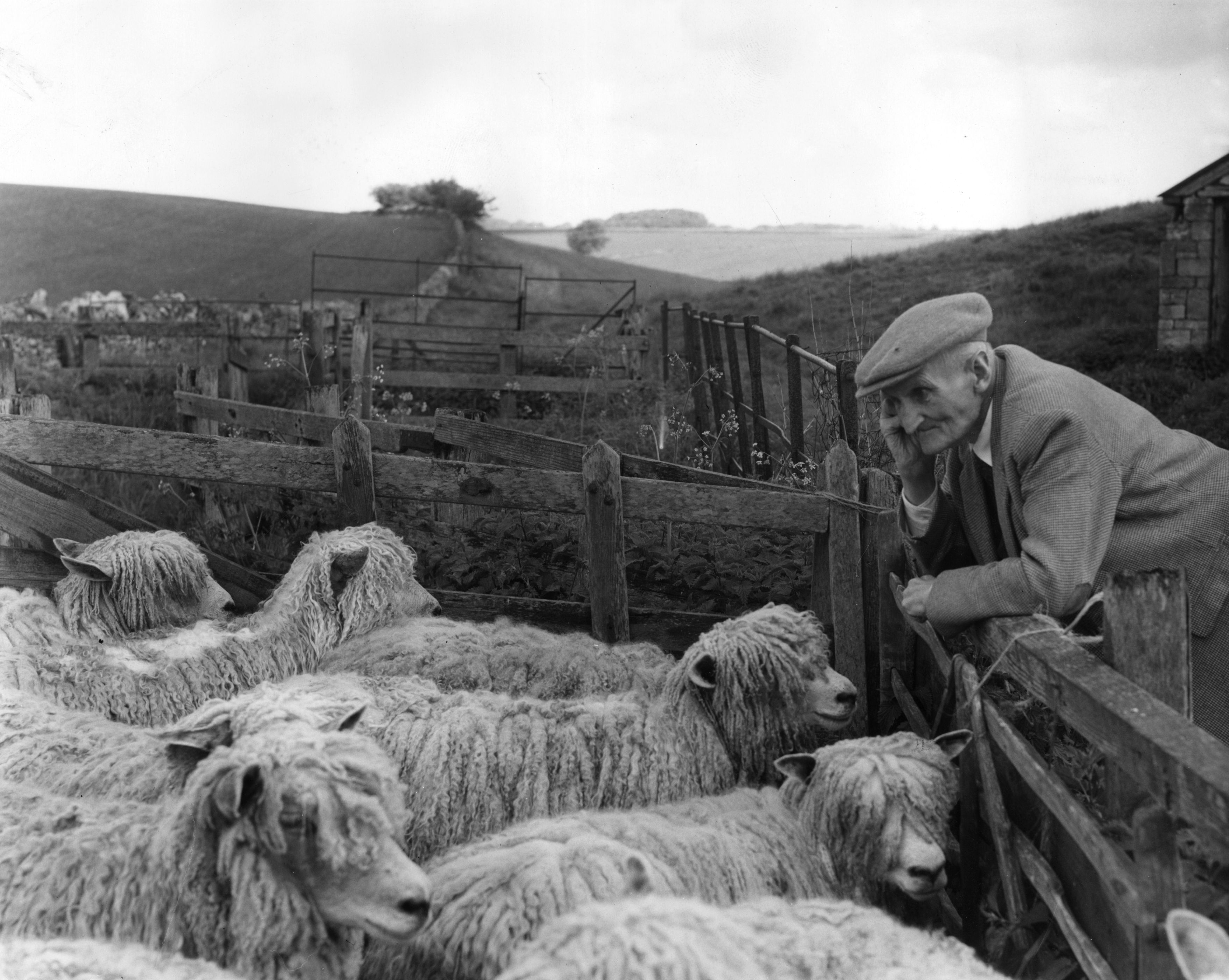 Mr W Garne of Aldsworth, Gloucester, President of the re-formed Cotswold Sheep Society looking at some of his flock of Cotswold sheep in the shearing pens.