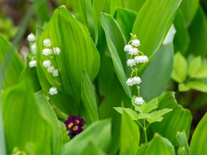 Lily Of The Valley Control - How To Kill Lily Of The Valley