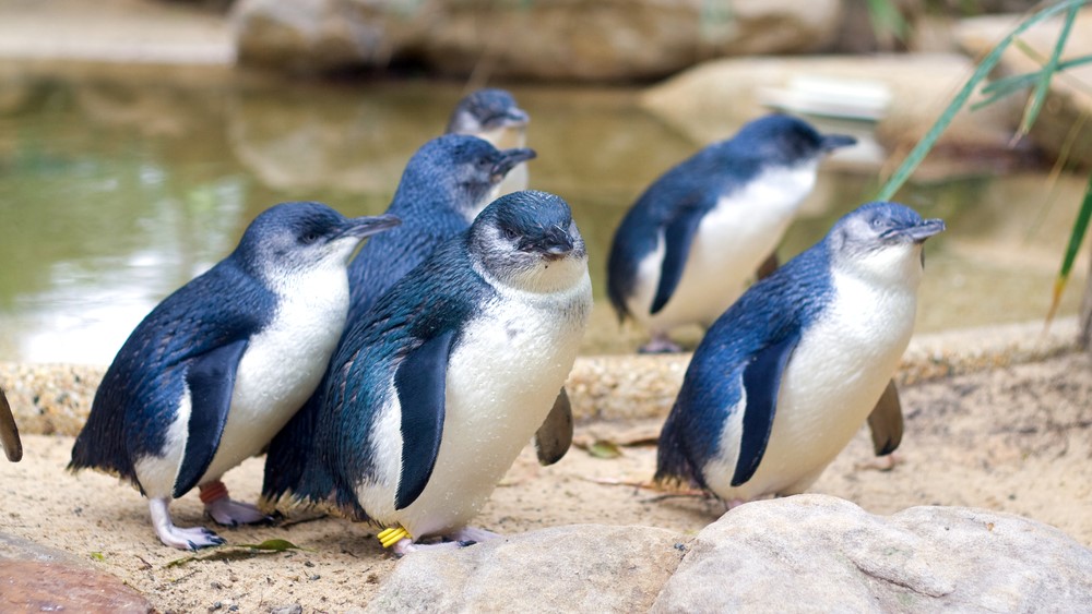A group of little penguins at a wildlife park in Australia.