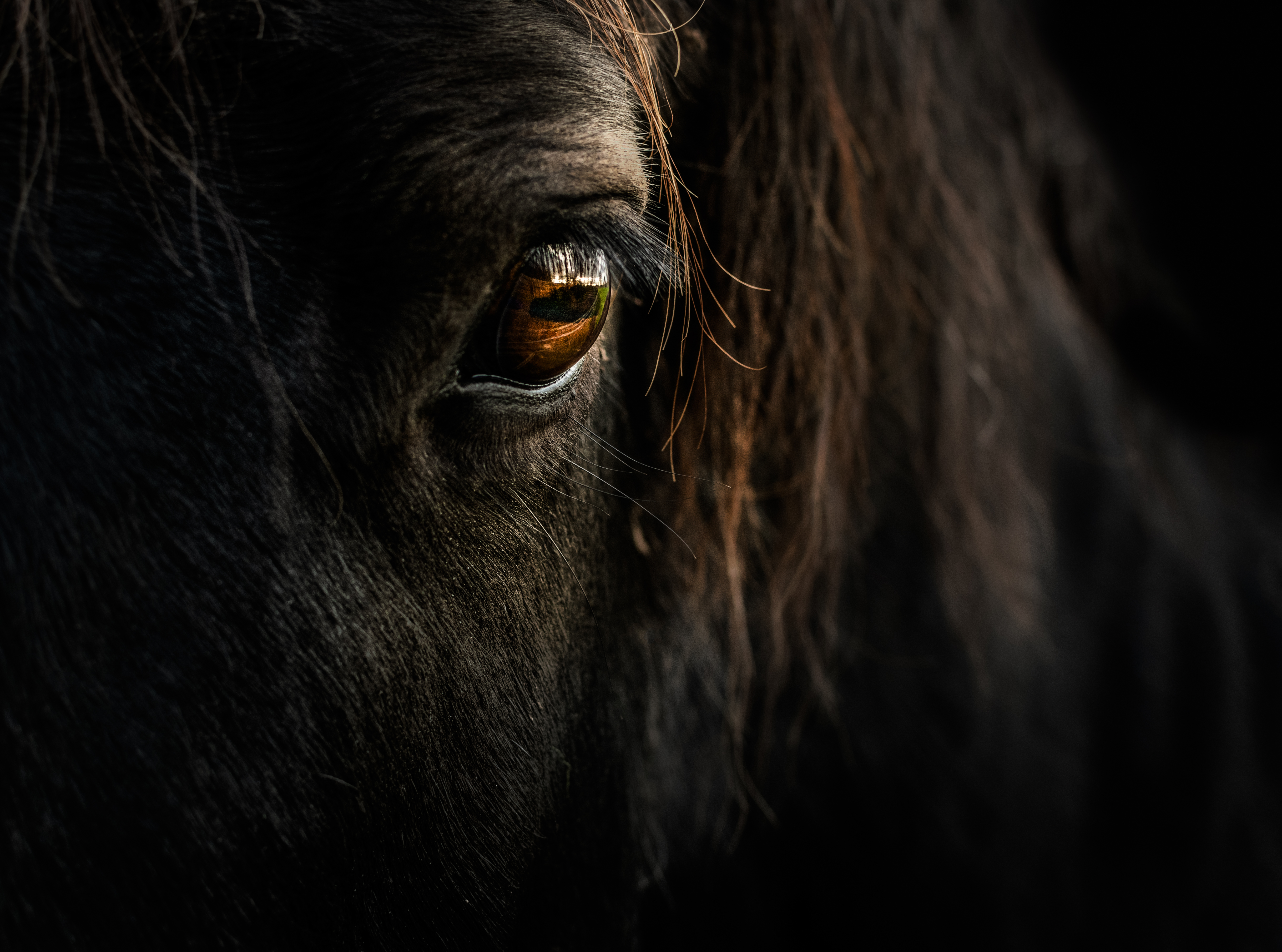 Close-Up Portrait Of Horse