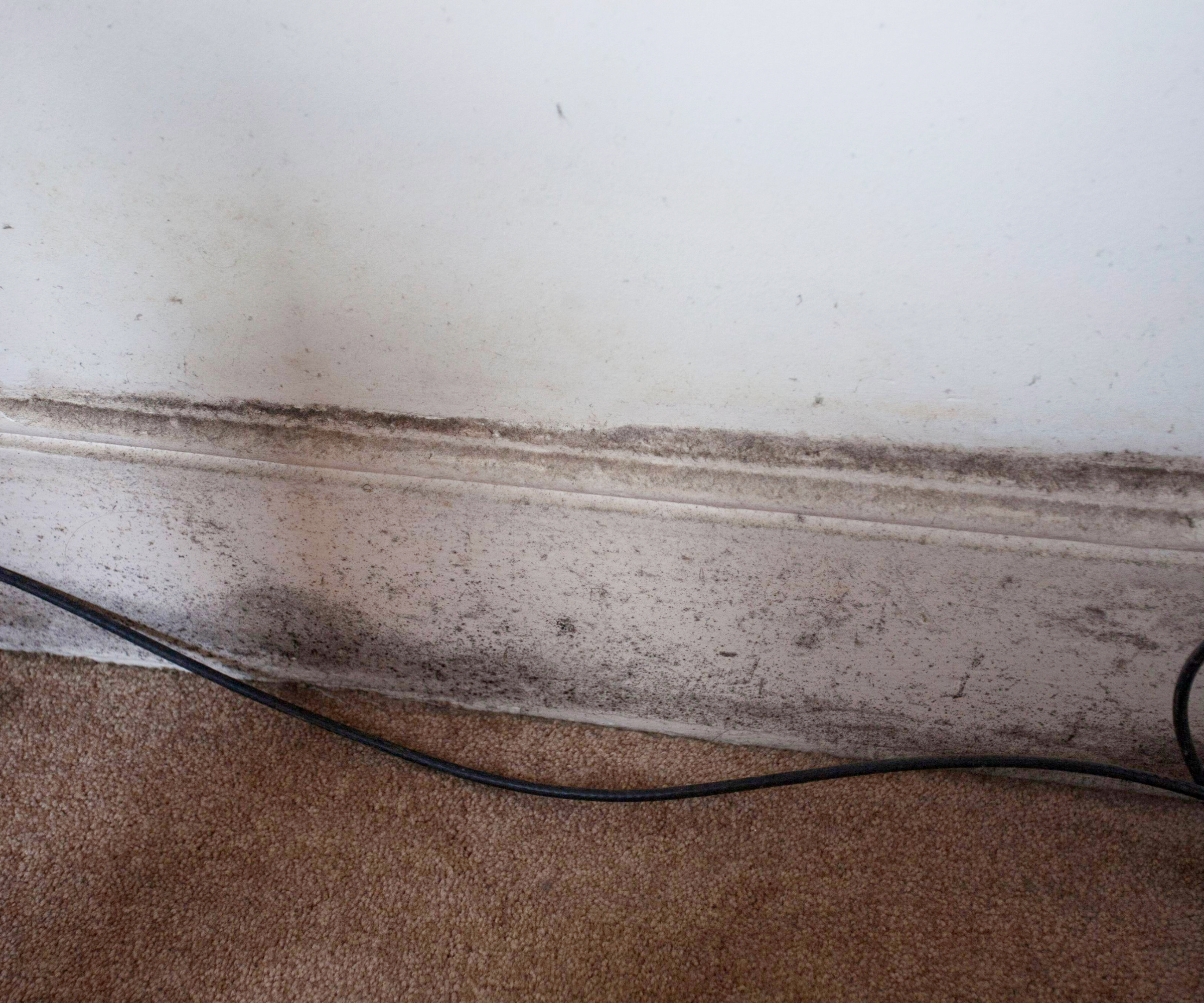 Mould on skirting board