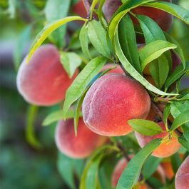 Redskin Peach Tree