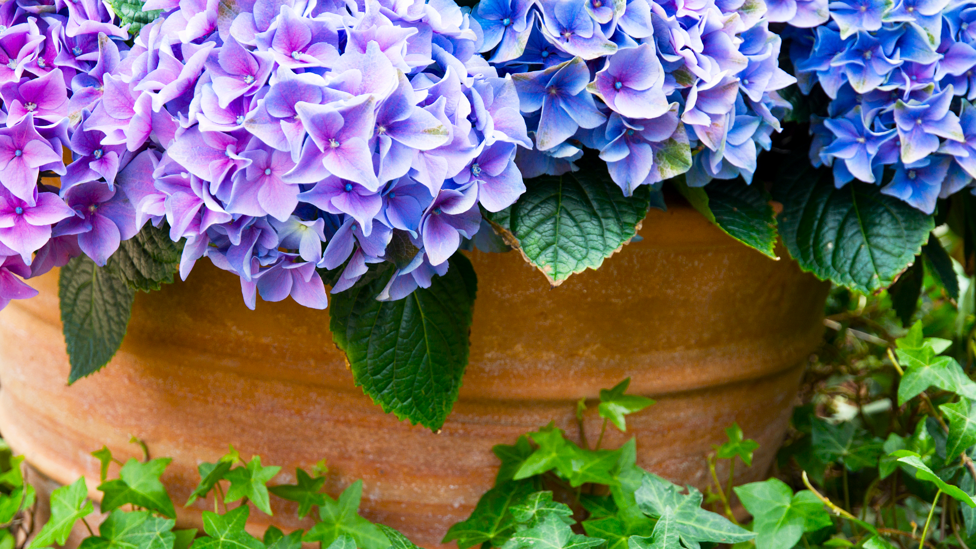 Purple hortensia flower and green leaves against terracotta pot.