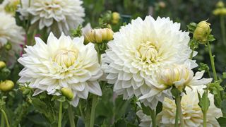 white dahlia flowers