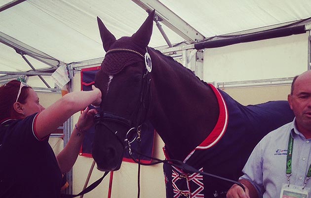 Getting ready for trot-up at WEG