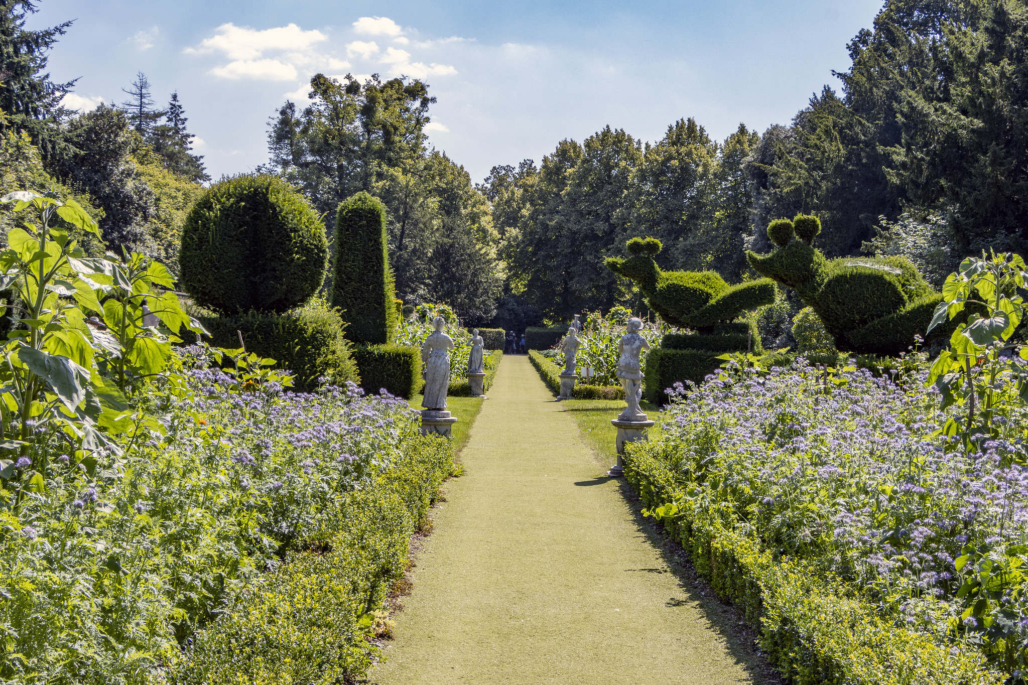 Cliveden's long garden in summer with vibrant topiary and purple flowers