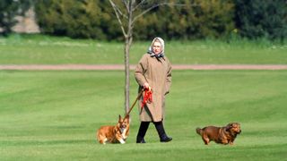 Queen Elizabeth II walking her dogs at Windsor Castle