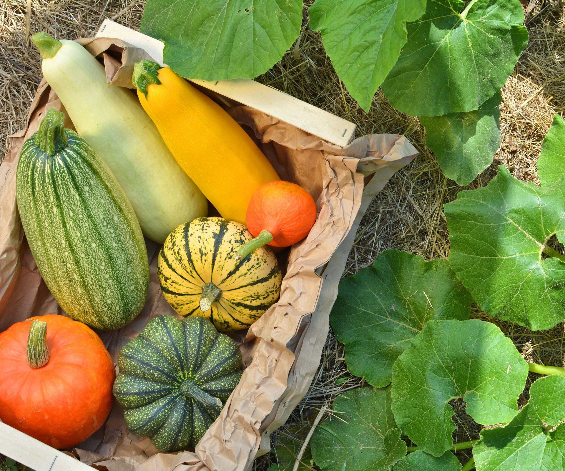 variety of harvested squash in box