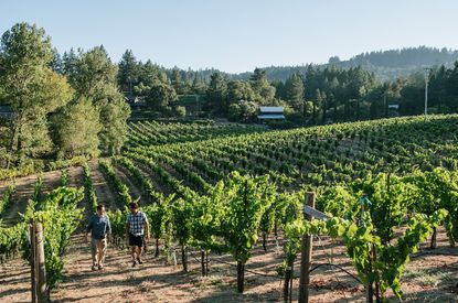 Judge Palmer vineyards, Sonoma.