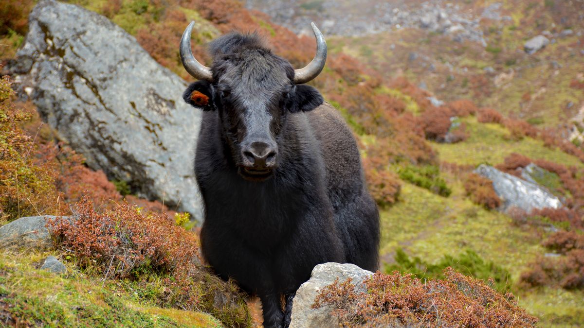 Black yak standing on the track in the himalayan mountains, Nepal