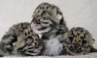 clouded-leopard-cubs-3-110406-02