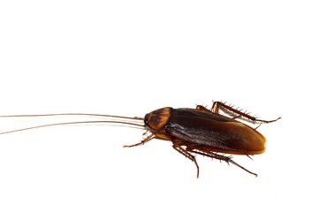 Cockroach cyborg. Researchers have devised an implantable fuel cell that taps into a cockroach&#039;s metabolism to generate electrical energy. This is an important step toward creating insect-robot hybrids that can conduct surveillance.