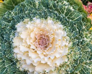 White ornamental cabbage