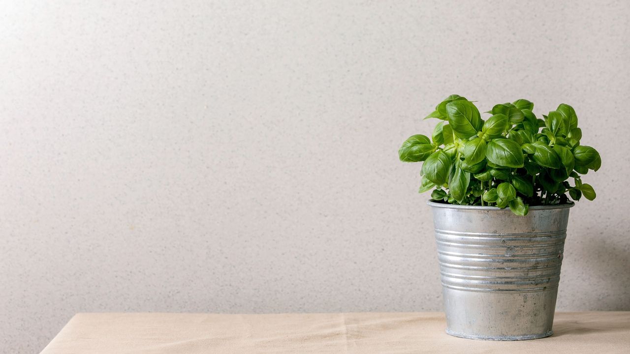 Basil growing in a silver pot