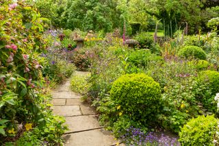 Densely planted borders with flowers and box balls in a cottage garden