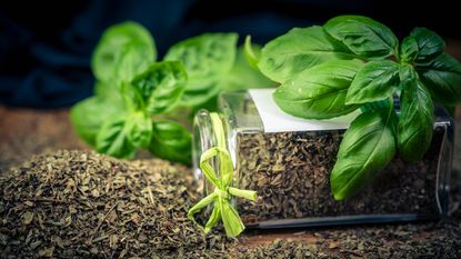 Fresh basil leaves on a tipped over jar of dried basil