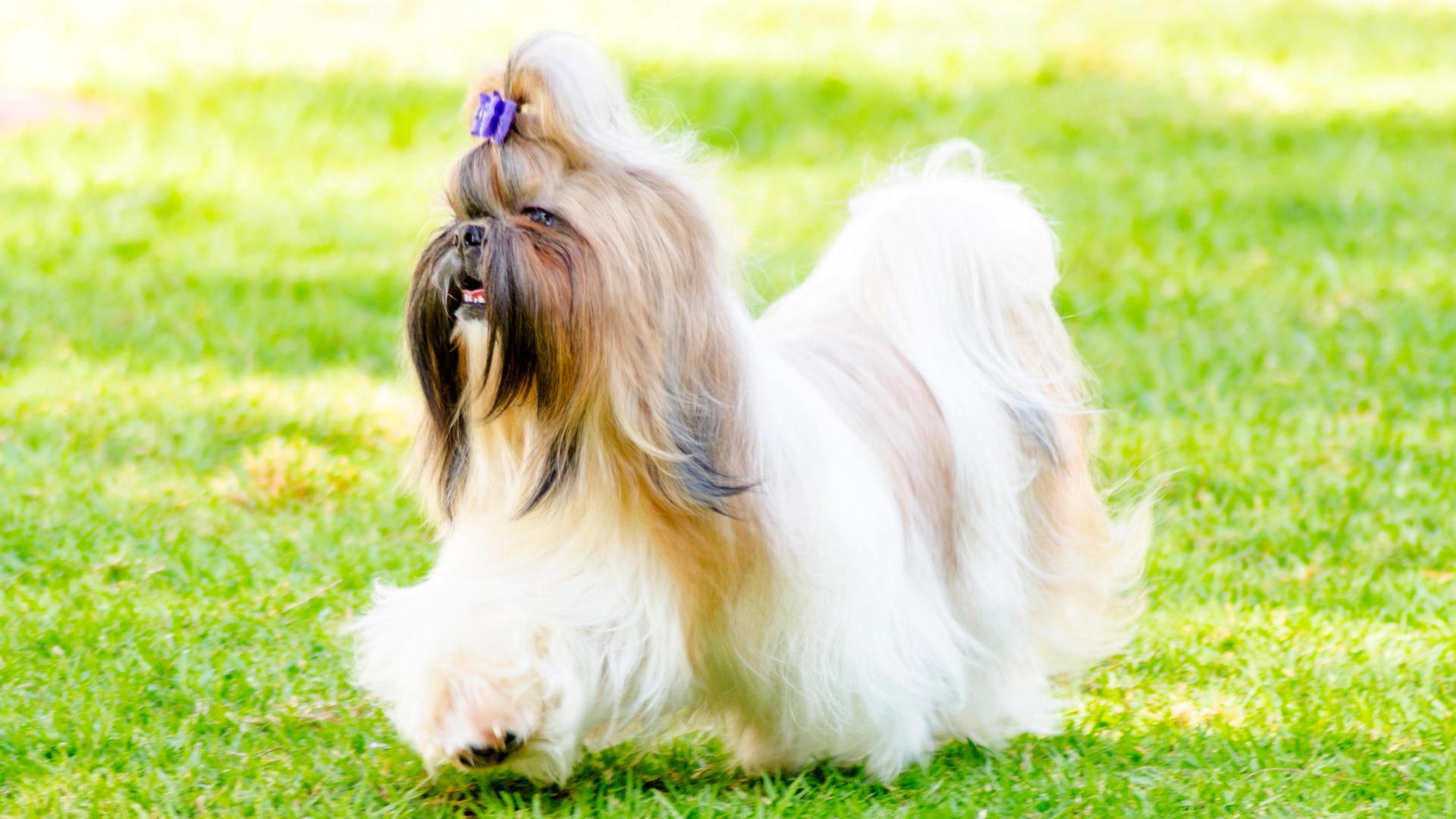 Shih tzu dog running on grass